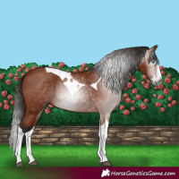 Horse Color:Gray Bay Splash Tobiano