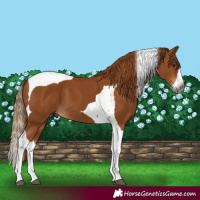 Horse Color:Gray Chestnut Splash Tobiano 