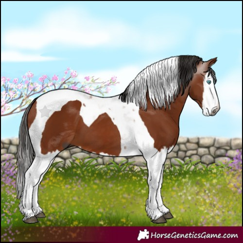 Horse Color:Gray Bay Splash Tobiano 