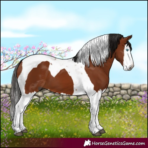 Horse Color:Gray Bay Splash Tobiano
