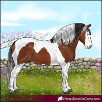 Horse Color:Gray Bay Splash Tobiano 