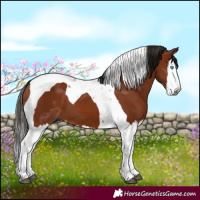 Horse Color:Gray Bay Splash Tobiano
