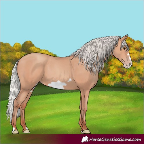 Horse Color:Silver Amber Champagne Frame 