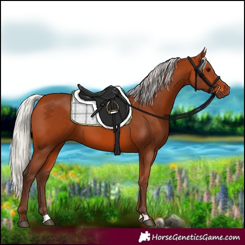 Horse Color:Silver Bay 