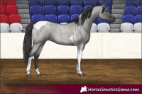 Horse Color:Grullo Roan Tobiano