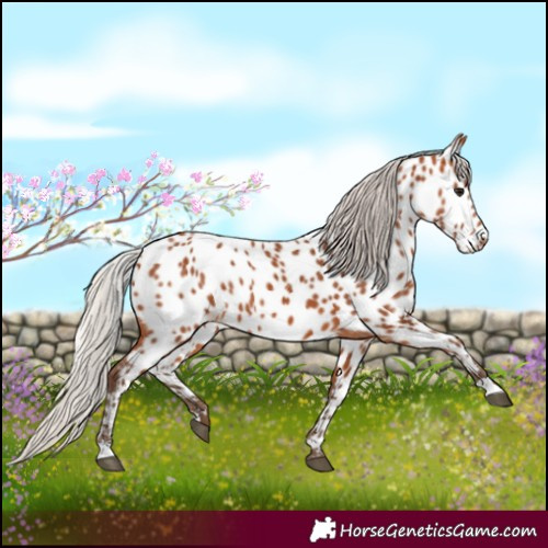 Horse Color:Silver Bay Near Leopard