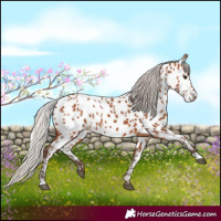 Horse Color:Silver Bay Near Leopard 