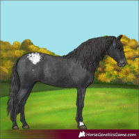 Horse Color:Unknown 