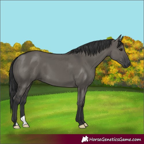 Horse Color:Grullo 