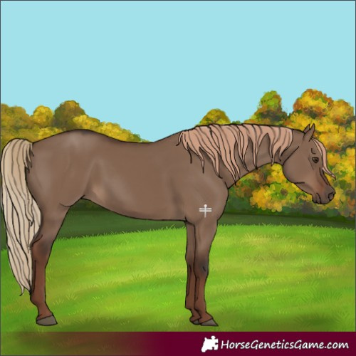 Horse Color:Liver Red Dun 