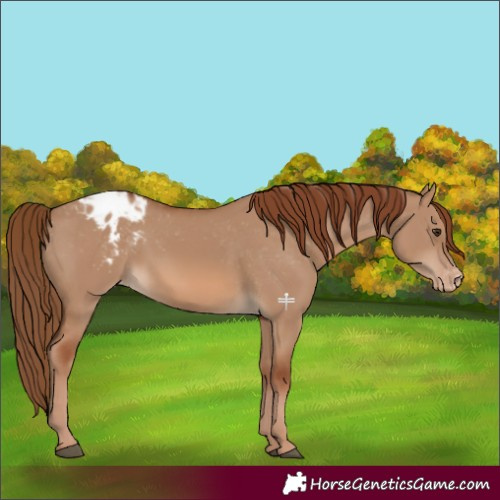 Horse Color:Red Dun Appaloosa 