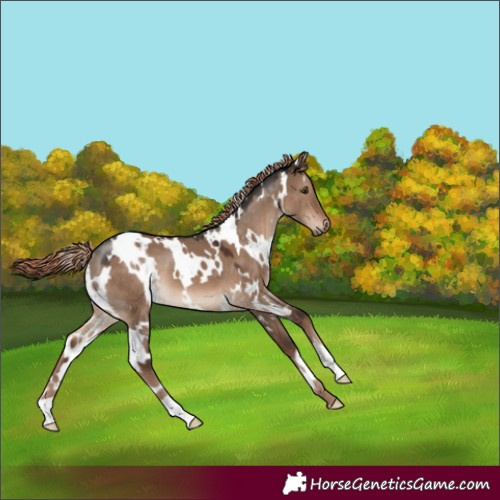 Horse Color:White Spotted Liver Red Dun 