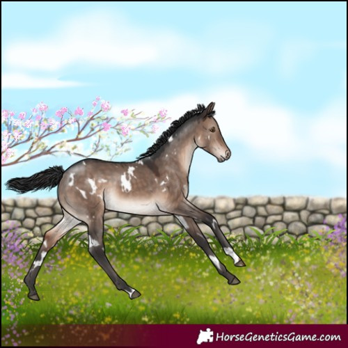 Horse Color:White Spotted Brown Dun Mushroom 
