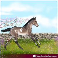 Horse Color:White Spotted Brown Dun Mushroom
