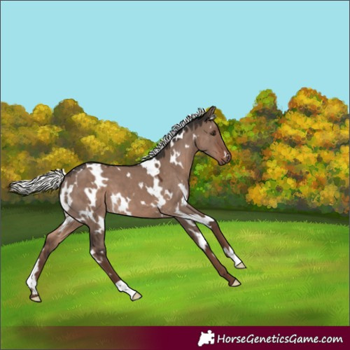 Horse Color:White Spotted Liver Red Dun Mushroom 