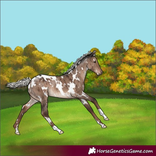 Horse Color:White Spotted Liver Red Dun Mushroom Brindle 