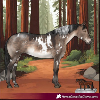 Horse Color:White Spotted Brown Dun Mushroom