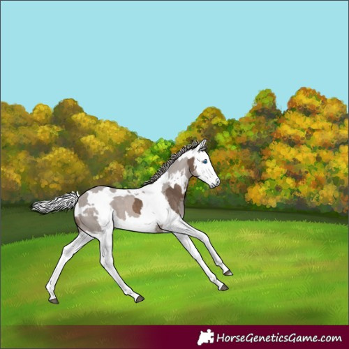 Horse Color:Silver Brown Dun Merle Tobiano Rabicano 