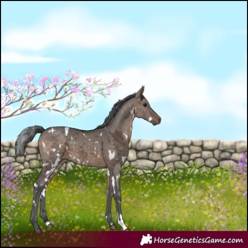 Horse Color:White Spotted Brown Dun Merle Rabicano 