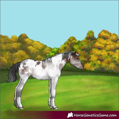Horse Color:White Spotted Brown Rabicano 