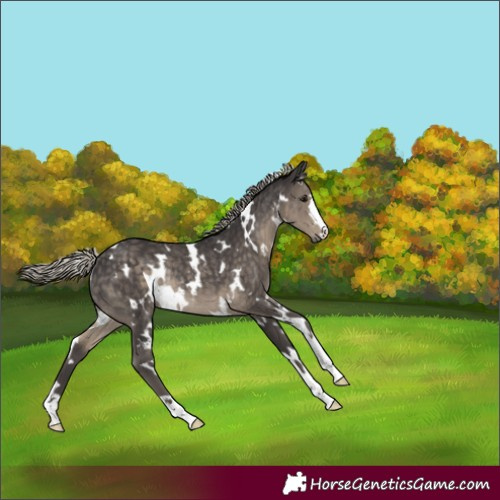 Horse Color:White Spotted Silver Smoky Black Rabicano 