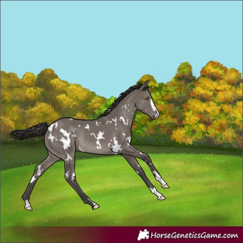 Horse Color:White Spotted Smoky Grullo Rabicano 