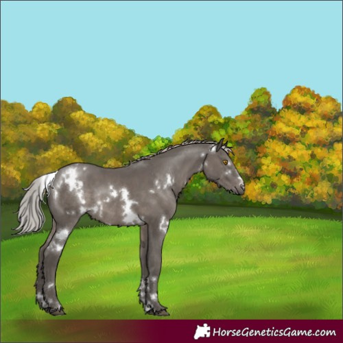 Horse Color:White Spotted Silver Black Rabicano 