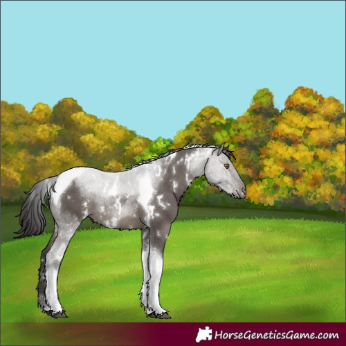 Horse Color:White Spotted Smoky Grullo Tobiano Rabicano 