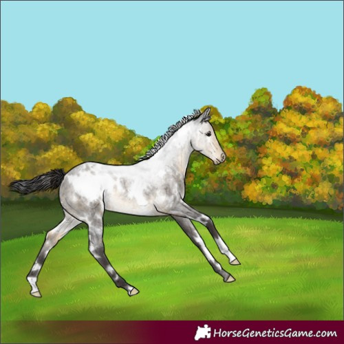 Horse Color:White Spotted Buckskin Roan Rabicano