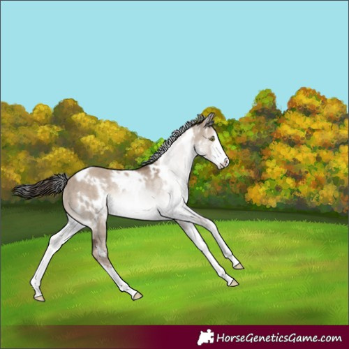Horse Color:White Spotted Liver Red Dun Rabicano 