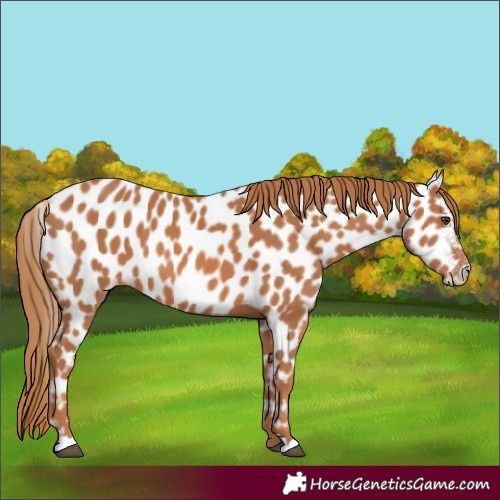 Horse Color:Chestnut Appaloosa 