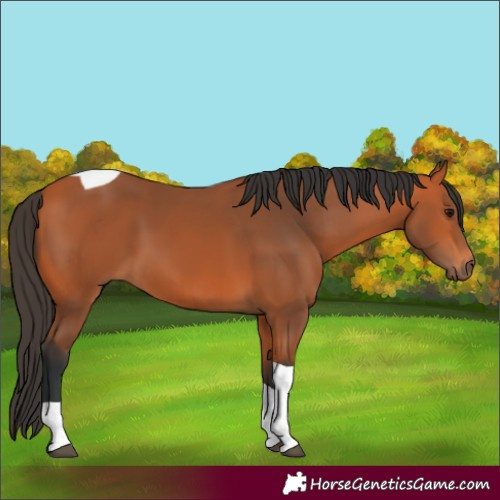 Horse Color:Bay Tobiano Rabicano 