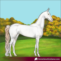 Horse Color:Amber Champagne Dun Sabino Tobiano Appaloosa and Amber Champagne Dun Sabino Tobiano Appaloosa