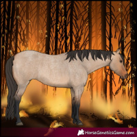 Horse Color:Bay Roan Dun