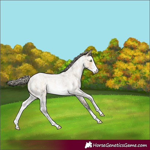Horse Color:Silver Buckskin Roan Dun Sabino Rabicano