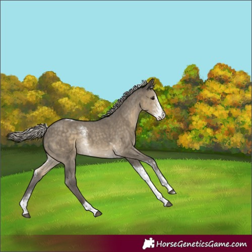 Horse Color:Silver Smoky Grullo Sabino Tobiano Rabicano 