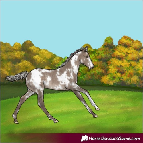 Horse Color:White Spotted Silver Grullo Rabicano 