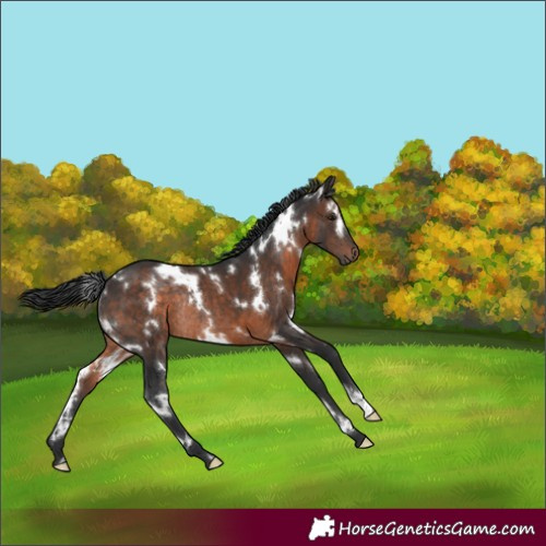 Horse Color:White Spotted Brown Rabicano 