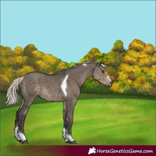 Horse Color:Silver Smoky Grullo Tobiano 