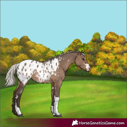 Horse Color:White Spotted Silver Brown Dun Tobiano Appaloosa