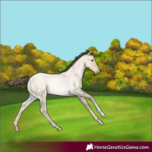 Horse Color:Buckskin Roan Pearl Dun Rabicano 