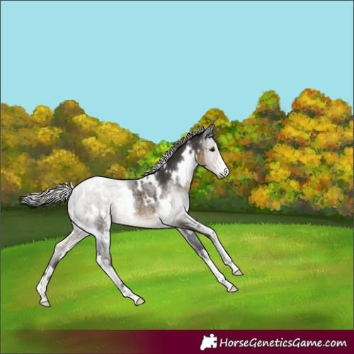 Horse Color:White Spotted Silver Smoky Black Rabicano