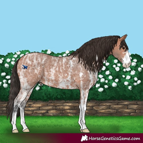 Horse Color:Bay Ice Sabino 