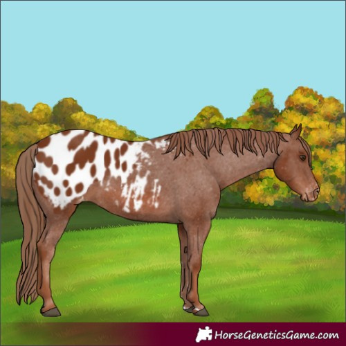 Horse Color:Chestnut Appaloosa 