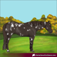 Horse Color:White Spotted Liver Chestnut Rabicano 