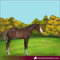 Horse Color:Liver Chestnut Rabicano 
