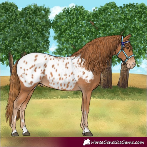 Horse Color:Chestnut Blanket