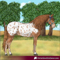 Horse Color:Chestnut Blanket 
