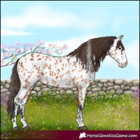 Horse Color:Bay Near Leopard