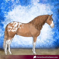 Horse Color:Chestnut Splash Blanket 